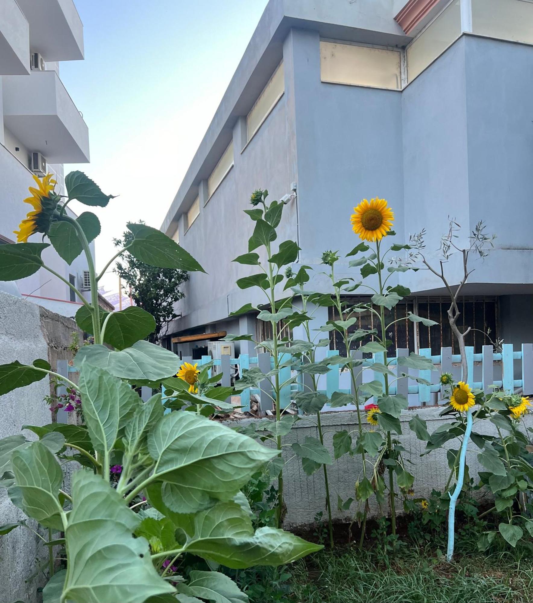 Sunflower Hotel Εξαμίλιο Εξωτερικό φωτογραφία